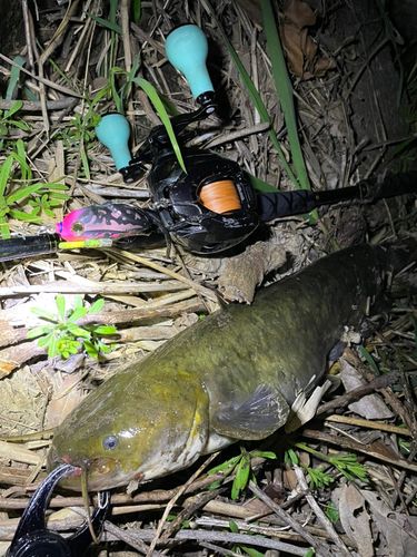 ナマズの釣果