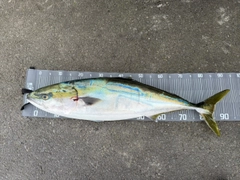 ブリの釣果