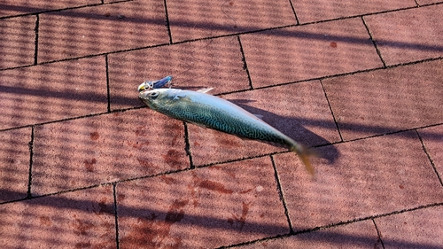 サバの釣果