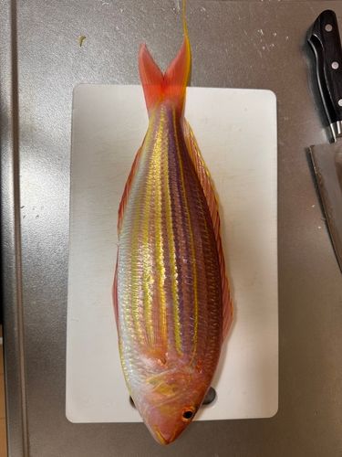 イトヨリダイの釣果