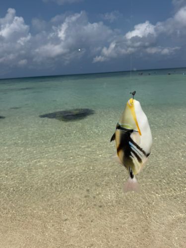 石垣島で釣れたカワハギの釣り・釣果情報 - アングラーズ | 釣果600万 
