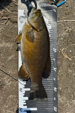 スモールマウスバスの釣果