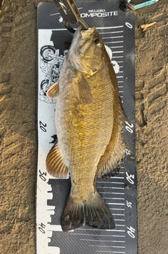 スモールマウスバスの釣果