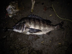 クロダイの釣果