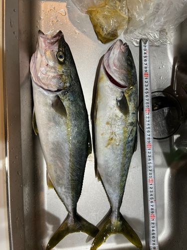 ハマチの釣果