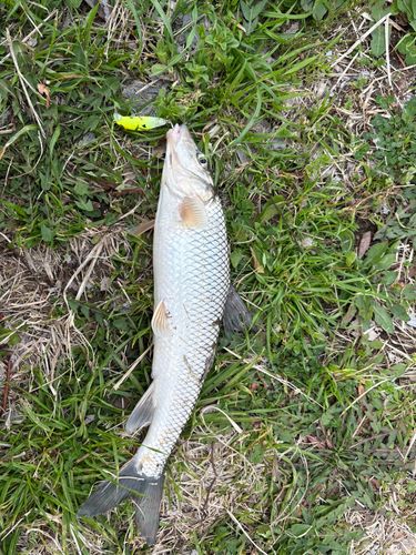 ニゴイの釣果