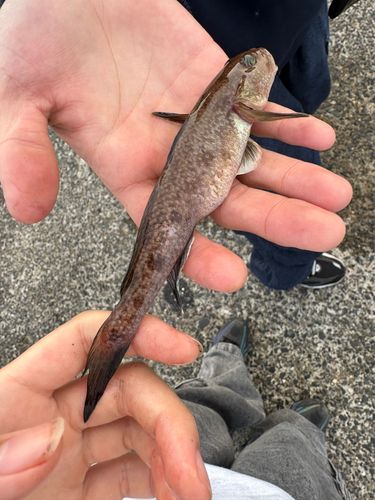 マハゼの釣果