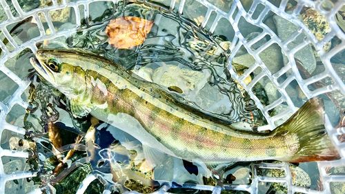 ヤマメの釣果