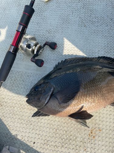 クチブトグレの釣果