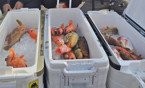 アコウの釣果