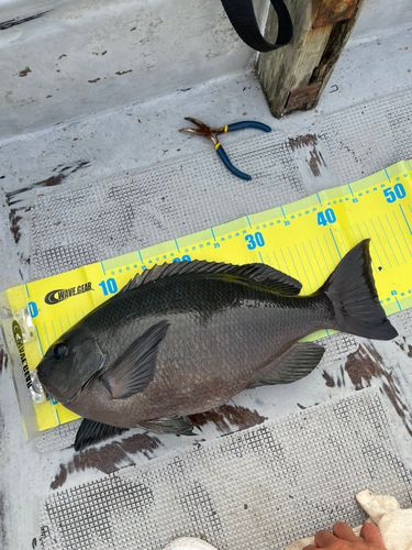 クチブトグレの釣果
