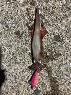ヤリイカの釣果