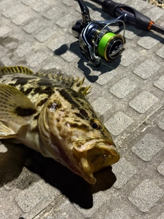タケノコメバルの釣果
