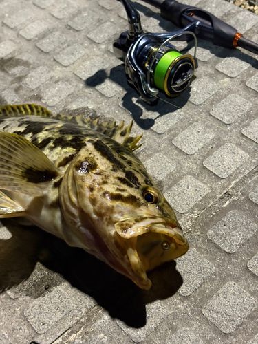 タケノコメバルの釣果