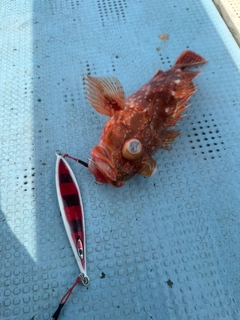 ウッカリカサゴの釣果