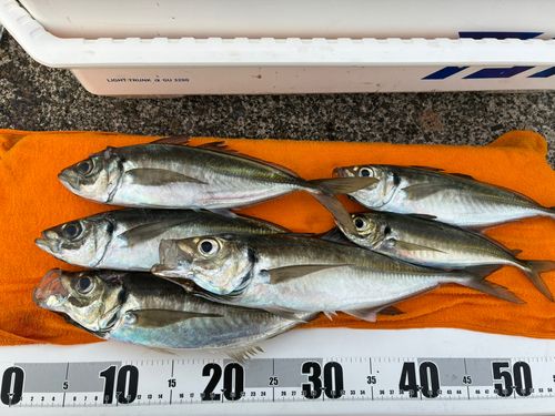 アジの釣果