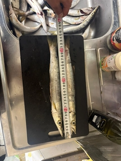 カマスの釣果