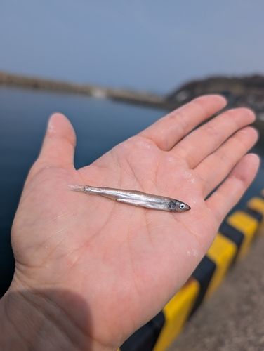 イワシの釣果