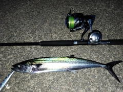 サゴシの釣果