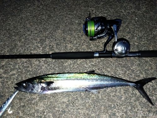 サゴシの釣果