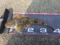 マゴチの釣果