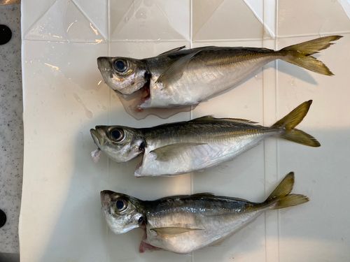 アジの釣果