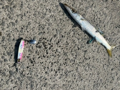 カマスの釣果