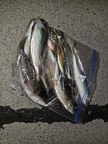 マアジの釣果