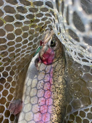 ニジマスの釣果
