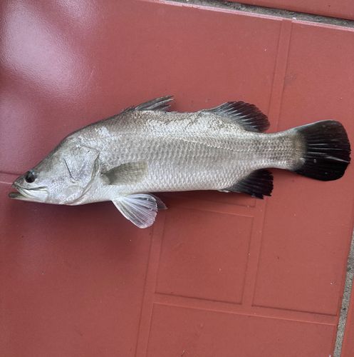 バラマンディの釣果 - アングラーズ | 釣果600万件の魚釣り情報サイト