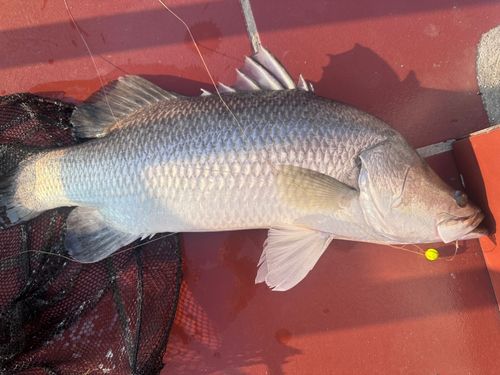 バラマンディの釣果 - アングラーズ | 釣果600万件の魚釣り情報サイト