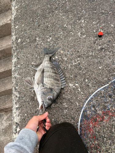 サゴシの釣果