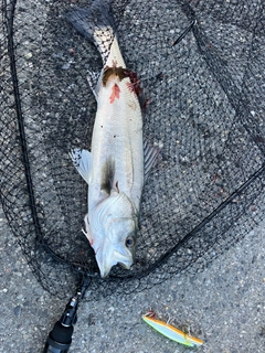 フッコ（ヒラスズキ）の釣果