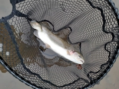 ニジマスの釣果