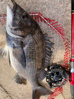 チヌの釣果