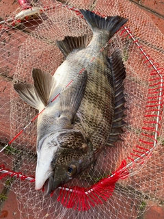 チヌの釣果