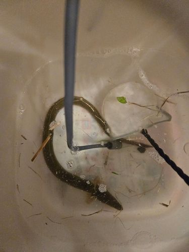 ウナギの釣果