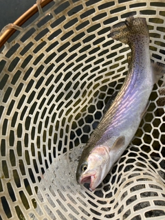 ニジマスの釣果