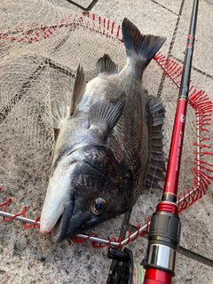 チヌの釣果