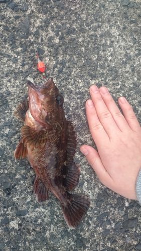 カサゴの釣果