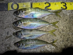 アジの釣果