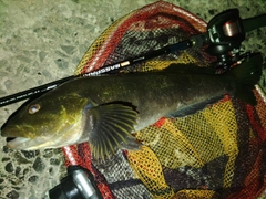 アイナメの釣果