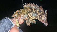 カサゴの釣果
