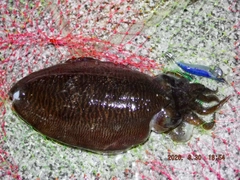 コウイカの釣果