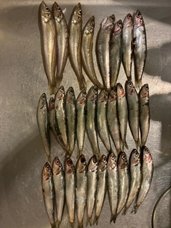 カタクチイワシの釣果