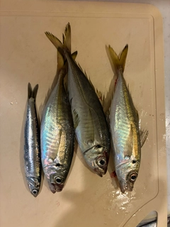 マアジの釣果