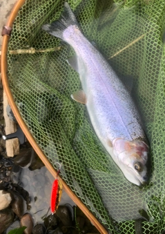 ニジマスの釣果