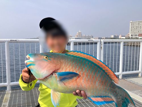 ヒブダイの釣果