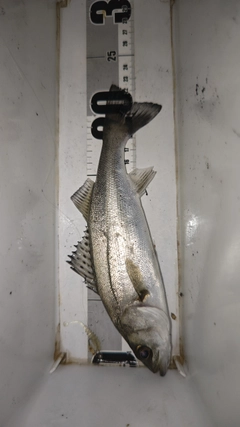 セイゴ（マルスズキ）の釣果