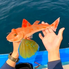 ホウボウの釣果